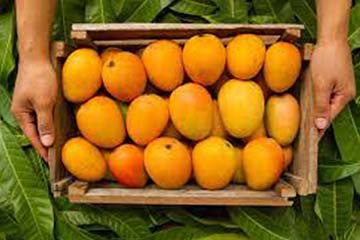 bangapalli-mango.jpg