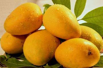 kesar-mangoe.jpg